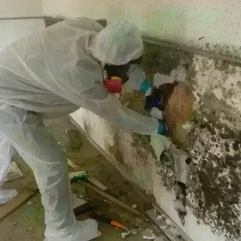 Mold Remediation and Removal in Laughlin Air Force Base, TX